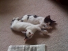 Crash & Diligence take a break