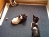 Guard kittens