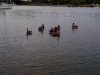 Visitors at my final breakfast in FL
