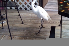 Harold - he shared breakfast with us
