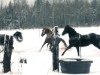 The herd at play in the snow