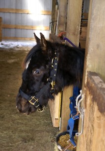 WindChill WindChill leaning out of the stall to see what we're doing