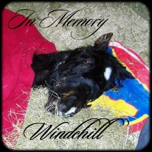 Remembering WindChill In memory of our friend