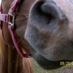 Treat Treat inspects the camera