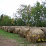 Hay! Food for thought, hay bales at Raindance Farms, LLC