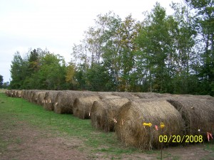 Food for thought, hay bales at Raindance Farms, LLC