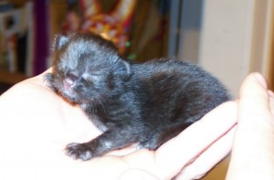 1 day old M&M