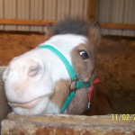Surprise! "Hey, is that a babe over in the other stall?" We weren't used to a mini who could see over the stall