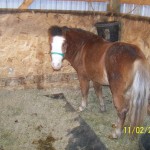 Mini and mighty! Miniature horse stallion visiting for the night at Raindance Farms, LLC