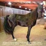Simply a Legend getting groomed for the ring