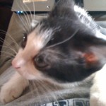 Kitten Kitten assistance on the laptop