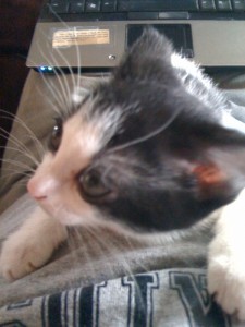 Kitten assistance on the laptop