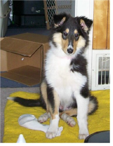 Halo, collie puppy, missing from Raindance Farms, LLC