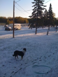 Halo the collie sees snow for the first time in her life at Raindance Farms