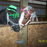 Chaos& Layla dressed up for Halloween Chaos& Layla dressed up for Halloween at Raindance Horse Co., LLC