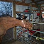 Miste goes as a witch for Halloween Miste goes as a witch for Halloween at Raindance Farms, LLC
