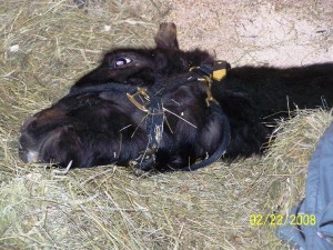 Windchill lays and thinks