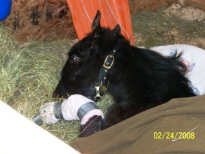 Windchill resting