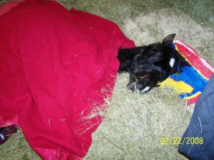 Windchill wakes up with his red blanket