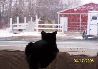Merlin kitty watches the snow at raindance farms